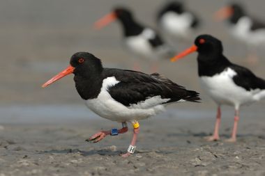 © Hendrik van Kampen